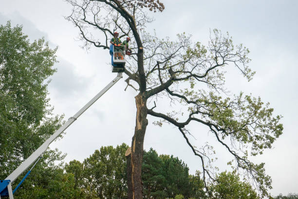 Trusted Flagler Beach, FL Tree Removal Services Experts